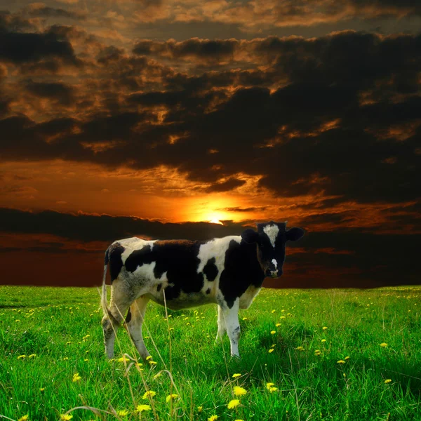 Tramonto mucca — Foto Stock