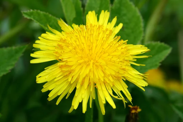 stock image Yellow dandelion