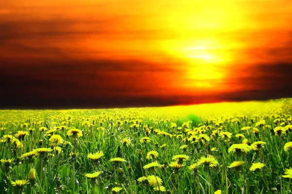 Răsărit de soare pe câmp de păpădie — Fotografie, imagine de stoc