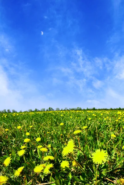 Dandelion field — Stock Photo, Image