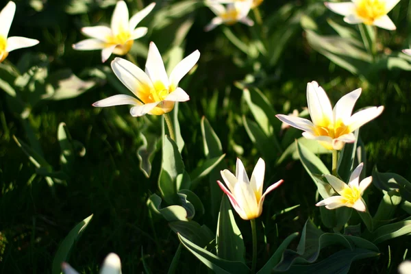 春天的花朵 — 图库照片