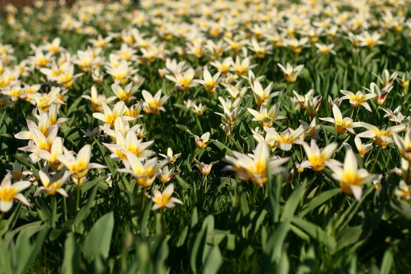 stock image Spring flower