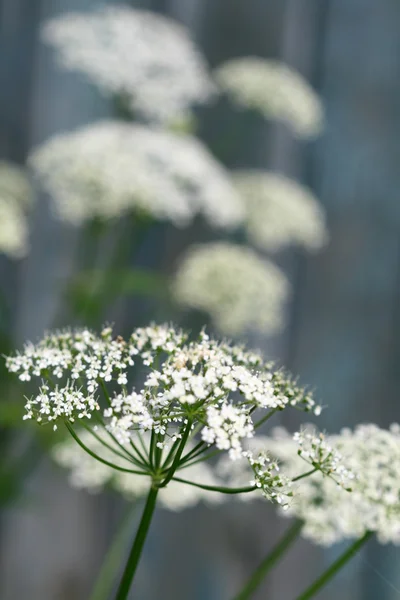 Yaz Çiçeği — Stok fotoğraf
