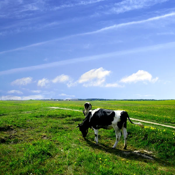 ภูมิทัศน์วัว — ภาพถ่ายสต็อก