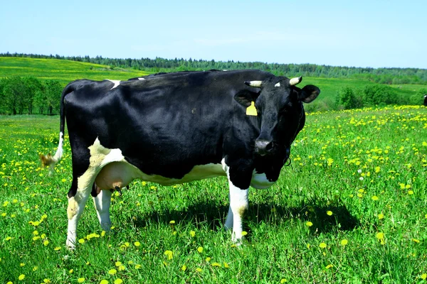 Paisaje de vacas —  Fotos de Stock