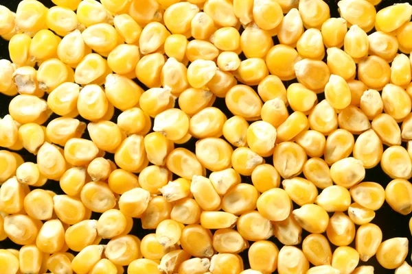 Corn seeds — Stockfoto