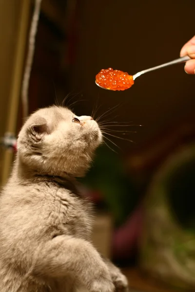 Katt gourmet — Stockfoto