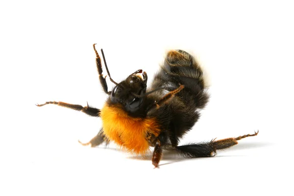 Dans bumble bee — Stok fotoğraf