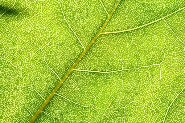 Folha verde — Fotografia de Stock