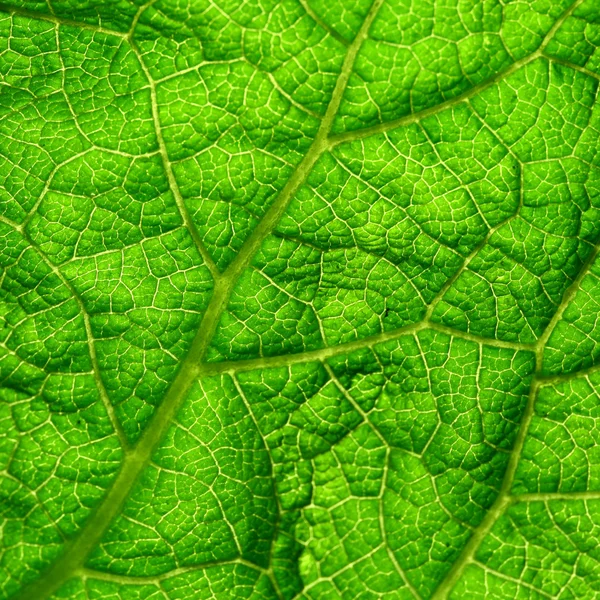 Πράσινο φύλλο — Φωτογραφία Αρχείου