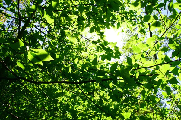 Follaje fresco verde — Foto de Stock