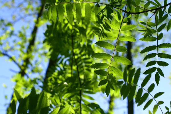 Neuvěřitelné zelená listová zeleň — Stock fotografie