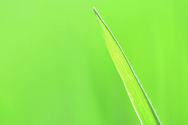 Zöld fű fild — Stock Fotó