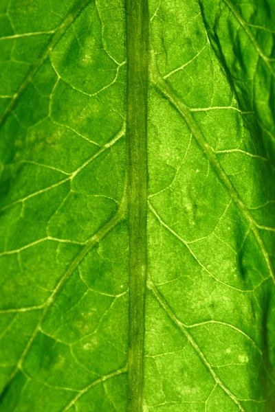 stock image Green leaf