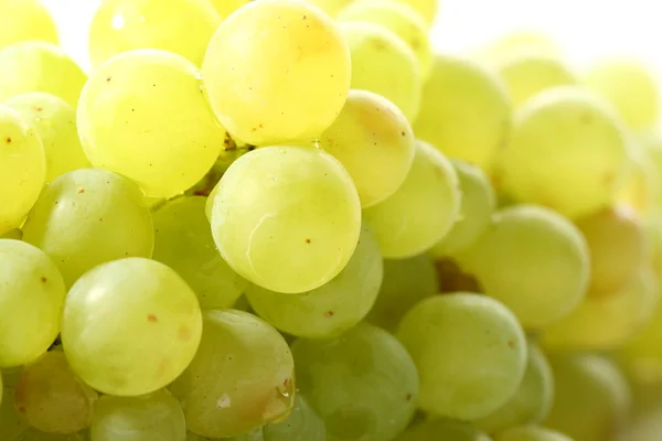 Изолированный виноград — стоковое фото