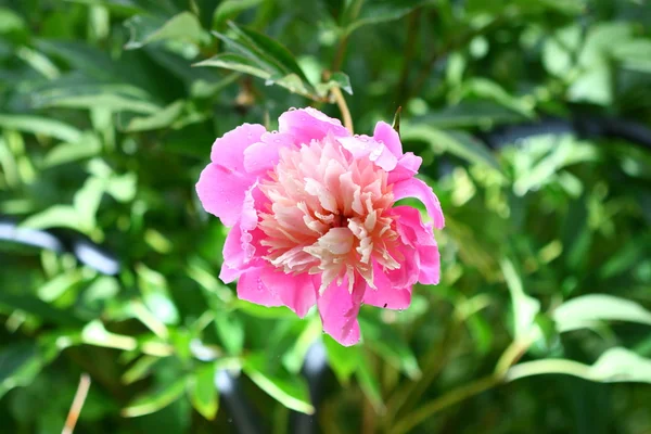 Yaz Çiçeği — Stok fotoğraf