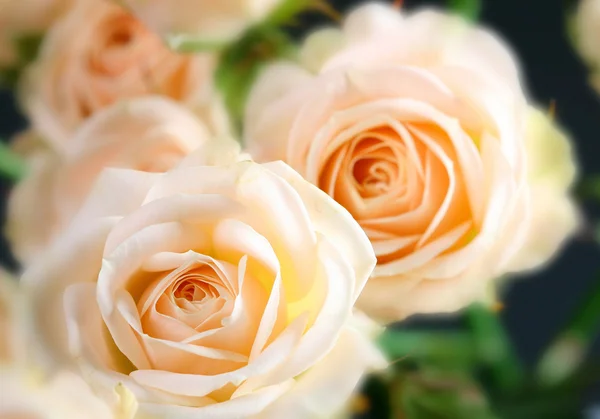 Soft roses — Stock Photo, Image