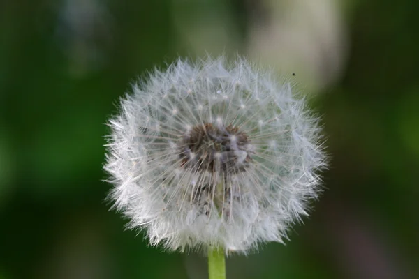 Wish dandelion — Stock Photo, Image