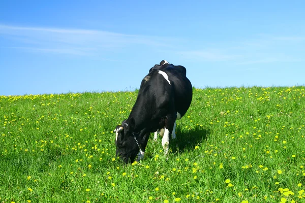 牛風景 — ストック写真