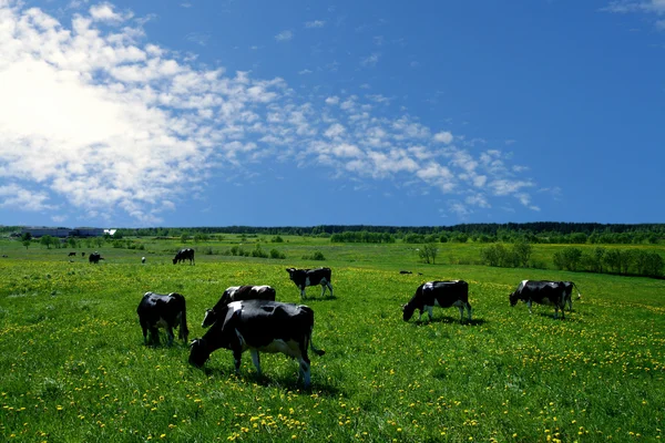 Paysage de vache — Photo