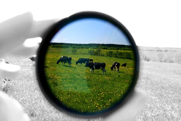 Cow in filter — Stock Photo, Image