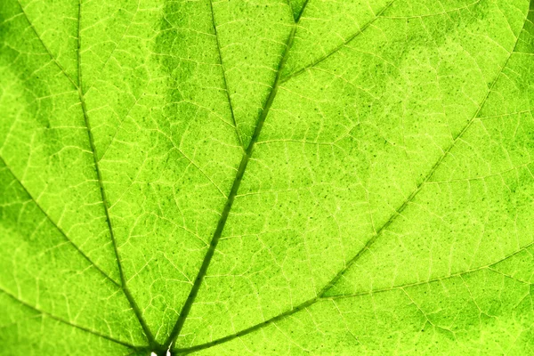 Green leaf Royalty Free Stock Photos