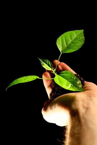 Hand plant — Stock Photo, Image