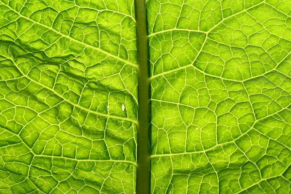 stock image Green leaf