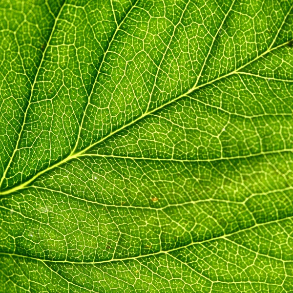 Liść zielony — Zdjęcie stockowe