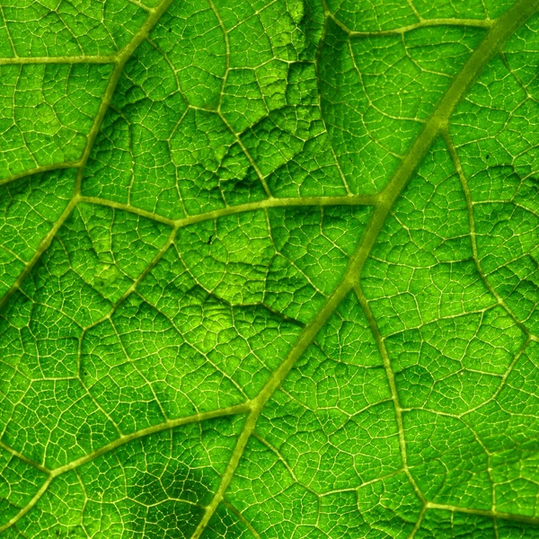 stock image Green leaf