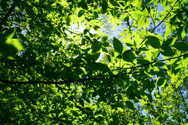 Zielone świeże liście — Zdjęcie stockowe