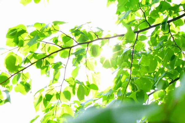 Неймовірне зелене листя — стокове фото