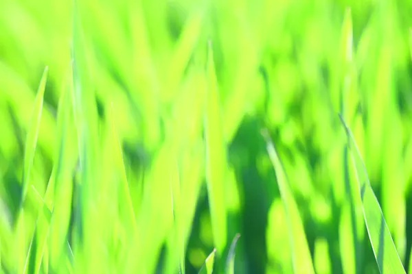 Зелёное травяное поле — стоковое фото