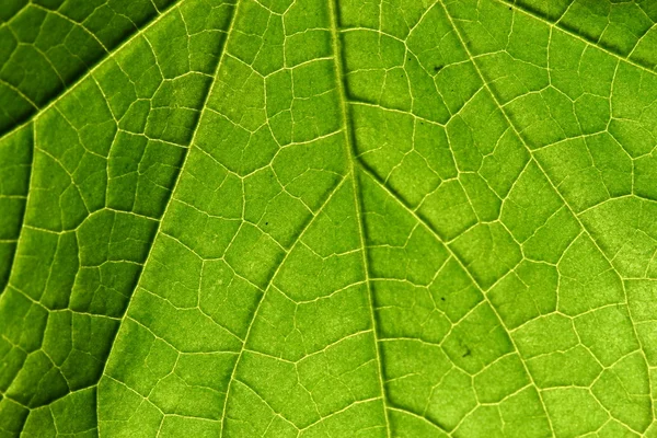 Листок зеленій — стокове фото