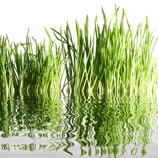 Stock image Water grass