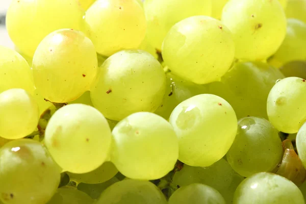 Изолированный виноград — стоковое фото