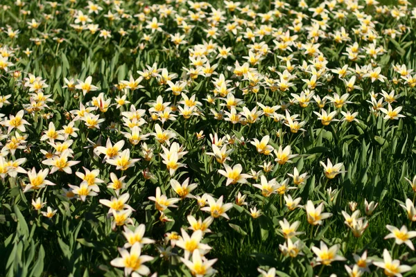 Flor de primavera —  Fotos de Stock