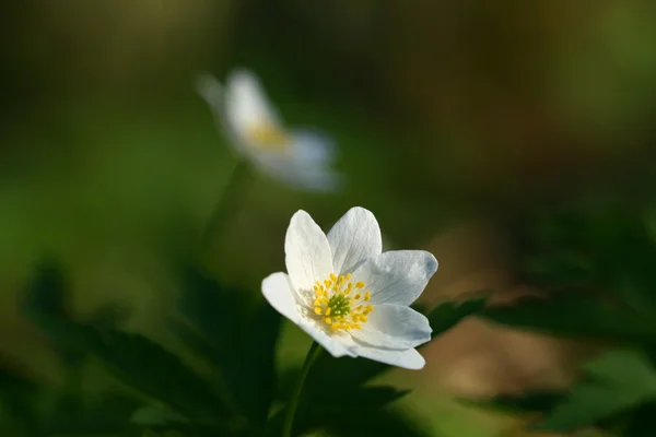 Fleur de vent de printemps — Photo