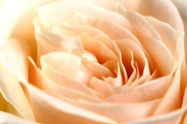 Macro rose — Stock Photo, Image