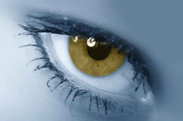 Каштановый глаз — стоковое фото