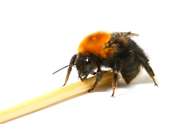 Dans bumble bee — Stockfoto
