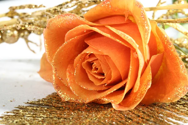 Oranje rose Stockafbeelding