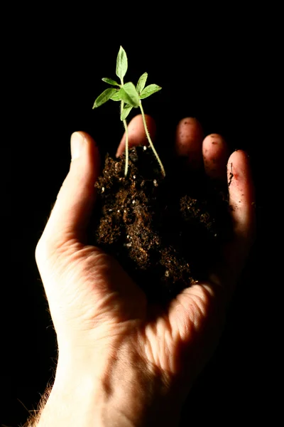 Hand växt — Stockfoto
