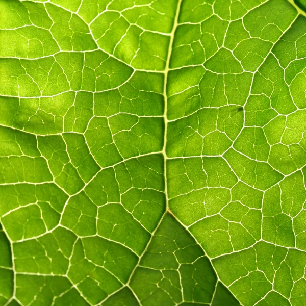 stock image Green leaf