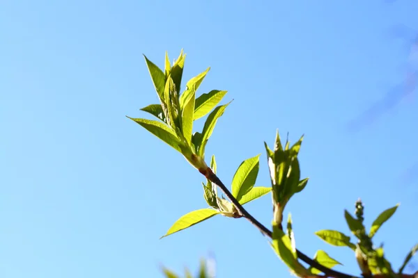 Green foliage background — Stock Photo, Image