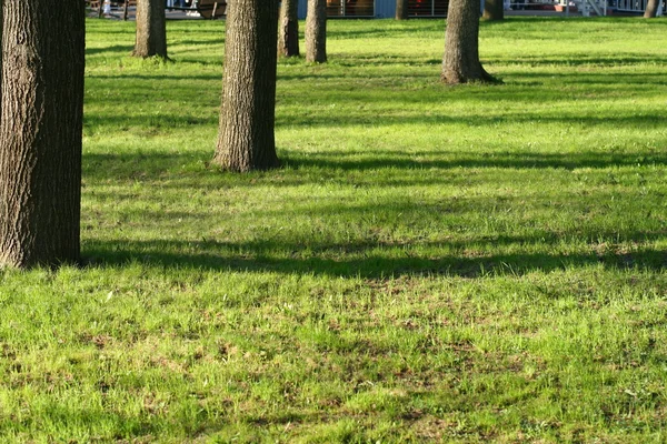 Drzewo cieniu pola — Zdjęcie stockowe