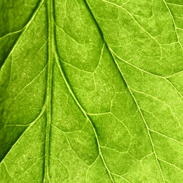Foglia verde — Foto Stock