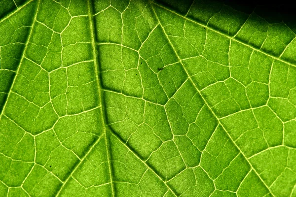 緑の葉 — ストック写真