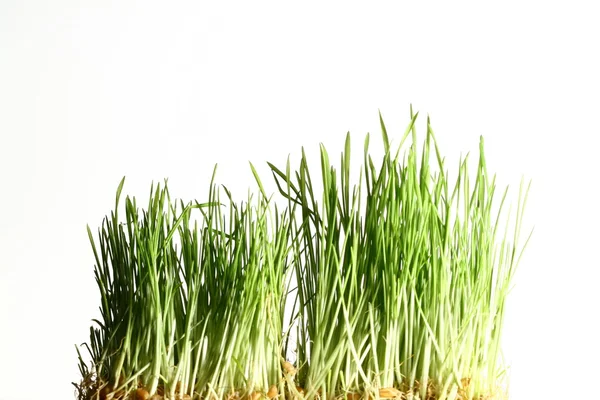 Изолированная трава — стоковое фото
