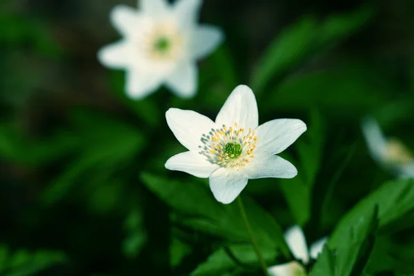 Spring windflower — Stock Photo, Image